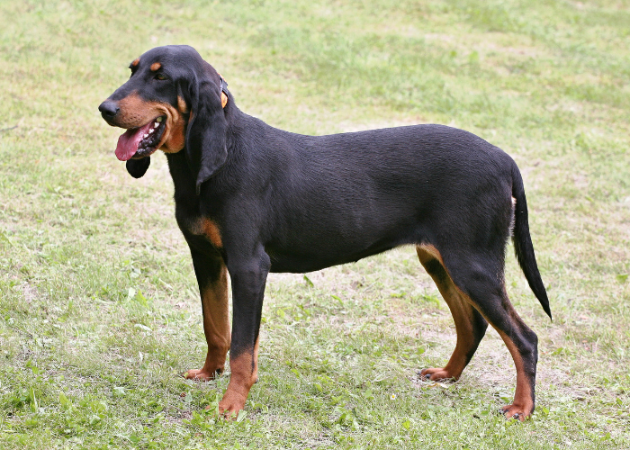 Gończy szwajcarski z Jury.