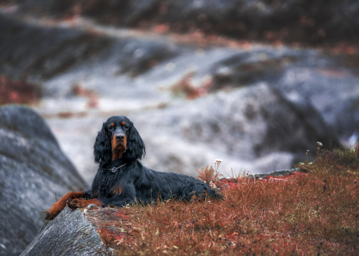 Seter szkocki (gordon)