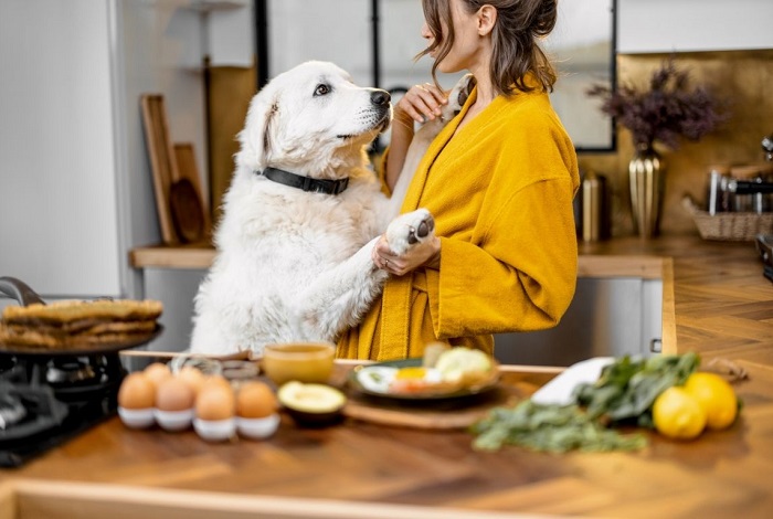 Pies w kuchni przy kobiecie.