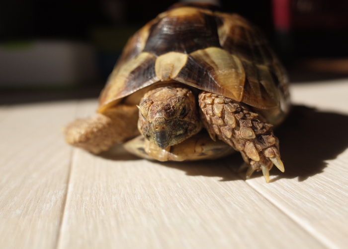Żółw grecki.