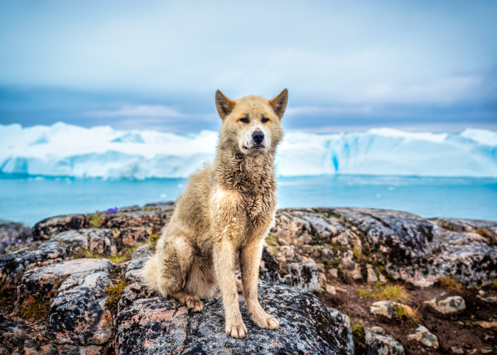 Pies grenlandzki.