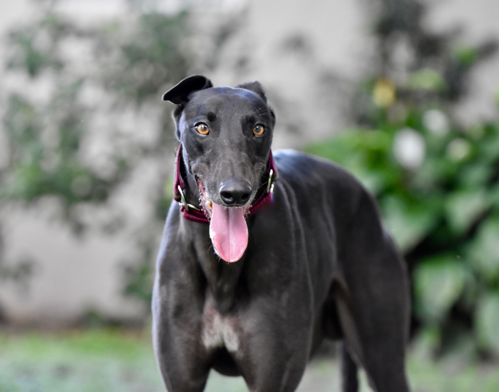 Umięśnienie greyhounda.