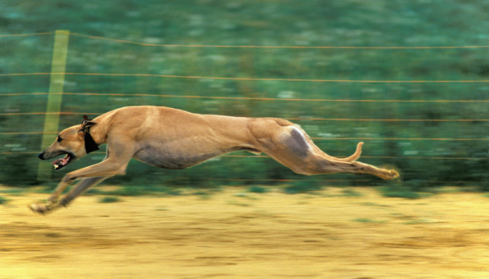Wyścigi chartów greyhound.