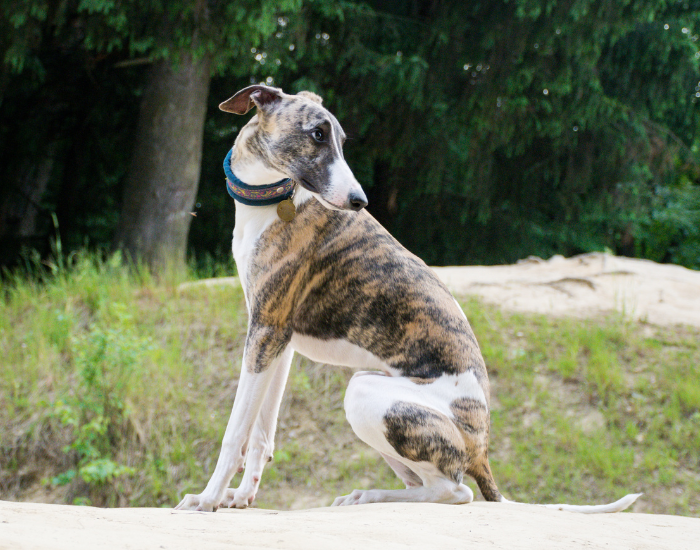 Greyhound pręgowany.