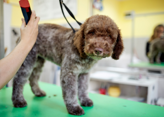 Jak dbać o sierść lagotto romagnolo?