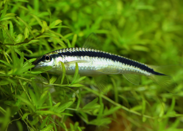 Grubowarg syjamski w roślinach akwariowych.