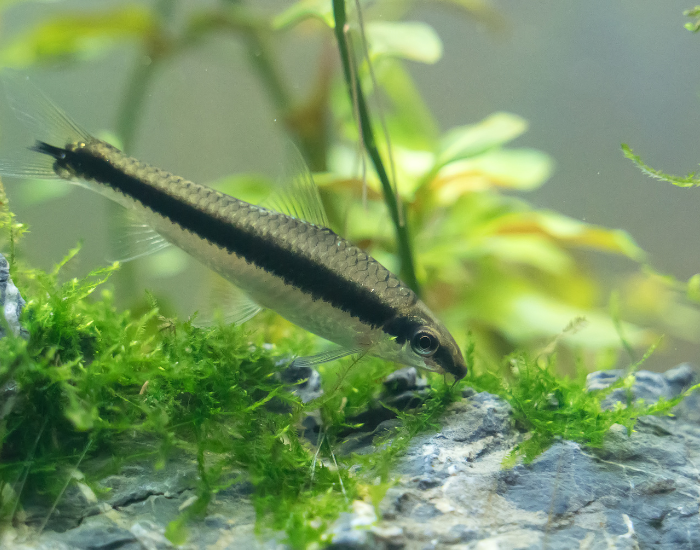 Kosiarka ryba w roślinnym akwarium.