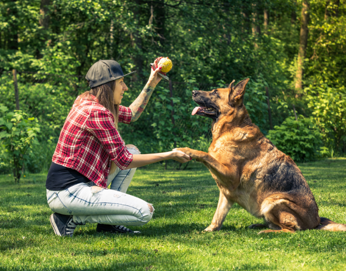 Owczarek niemiecki - pies Grupy I FCI.