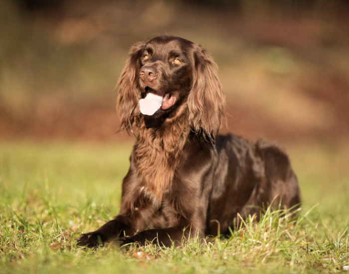 Seter irlandzki należy do grupy VII wyżłów.