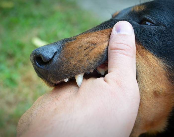 Pies gryzie dłoń.