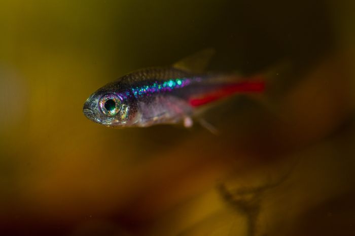 Gupik czyli pawie oczko.