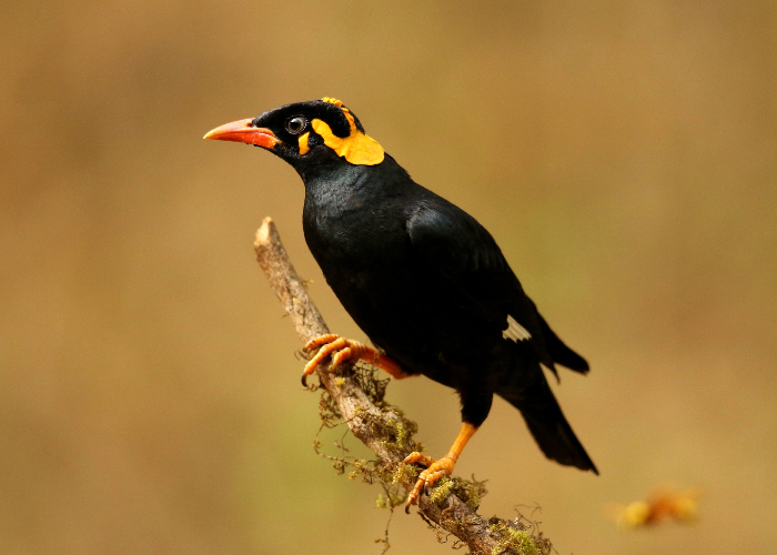 Ptak gwarek czczony/