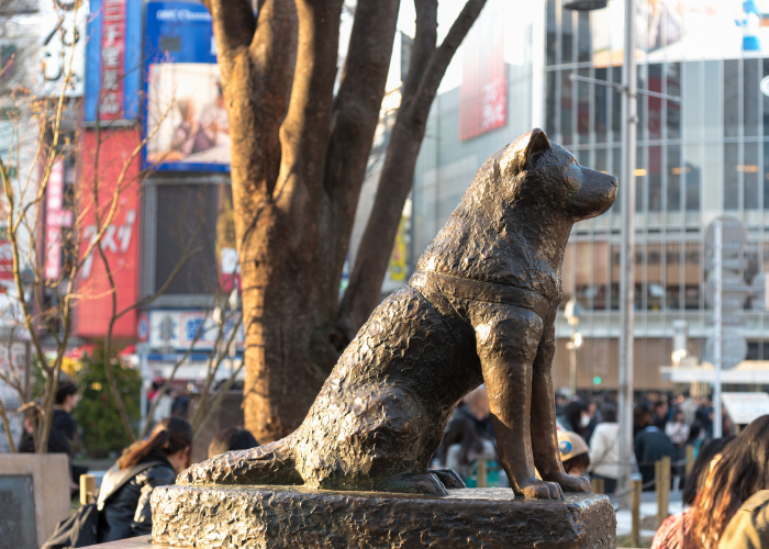 Film Hachiko.