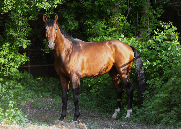 Koń rasy hanowerskiej.