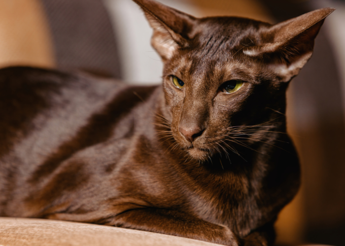 Kot hawański brytyjskiej linii.