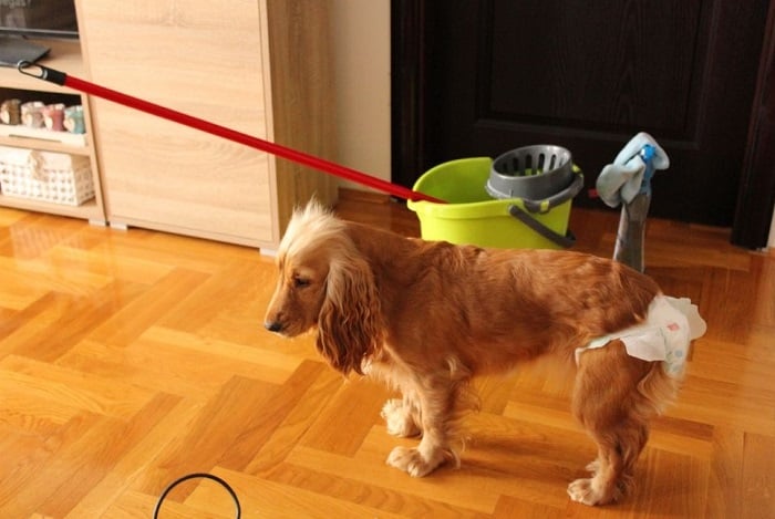 Suczka w specjalnych pampersach dla psa.