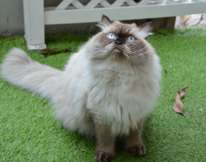 Kot himalajski na balkonie.