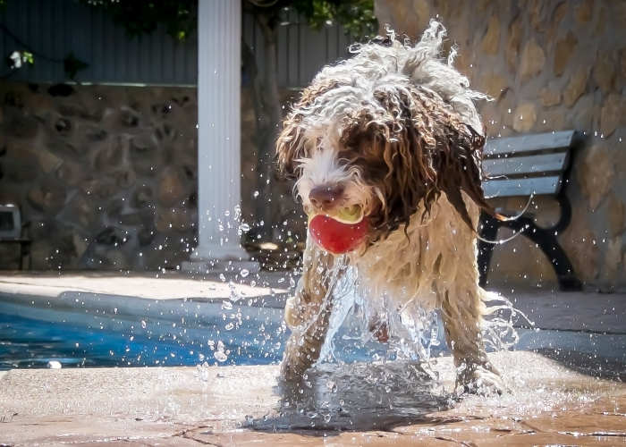 Jaki jest hiszpański pies dowodny?