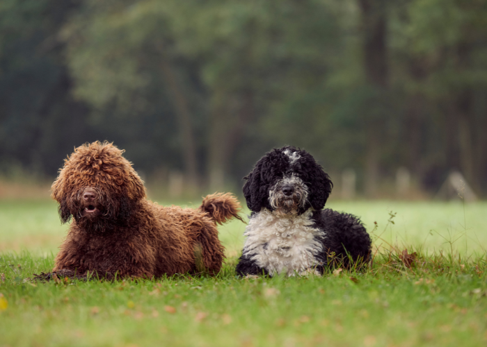 Hiszpańskie psy dowodne.