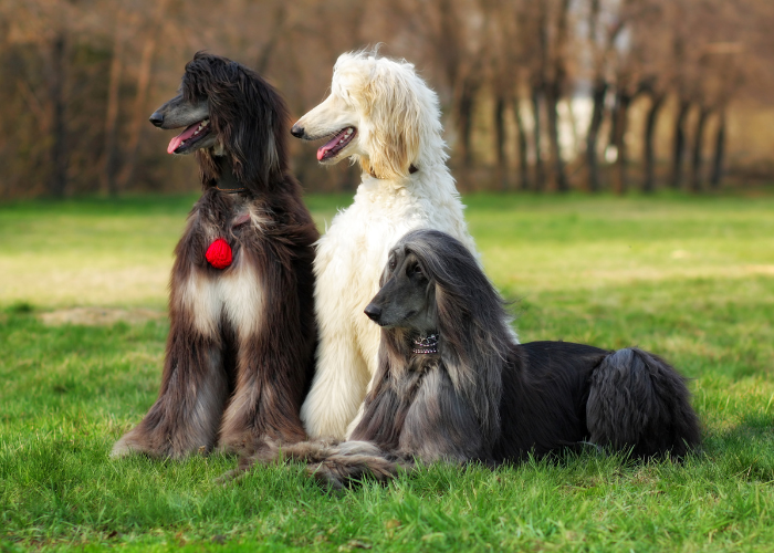 Hodowla chartów afgańskich.