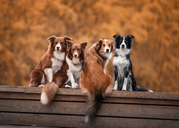 Hodowla psów rasy border collie.