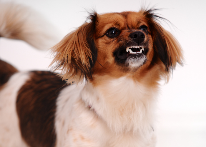 Hot spot u psa to częsty problem skórny.