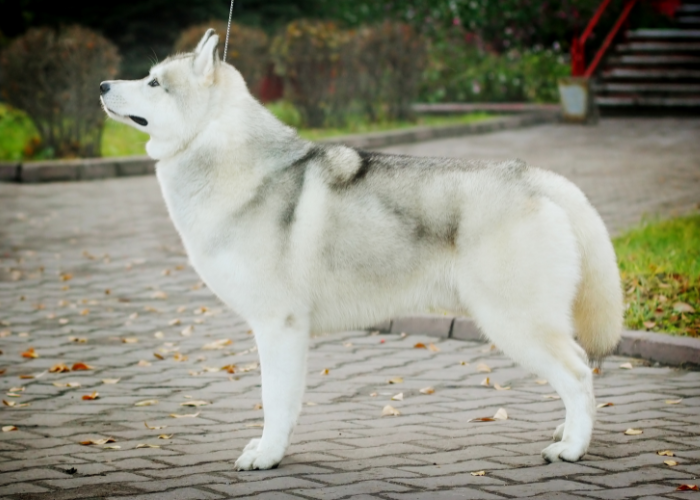 Wzorzec psa rasy husky.