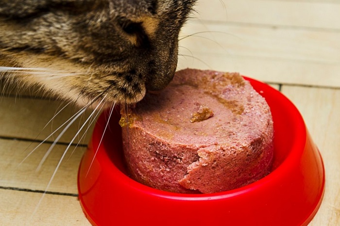 Kot je mokrą karmę.