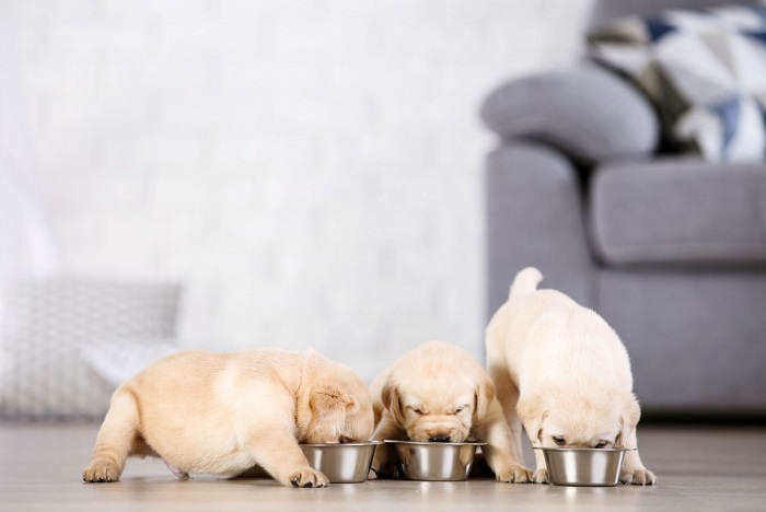 Szczeniaki jedzą karmę.