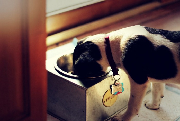 Szczeniak je karmę z miski.