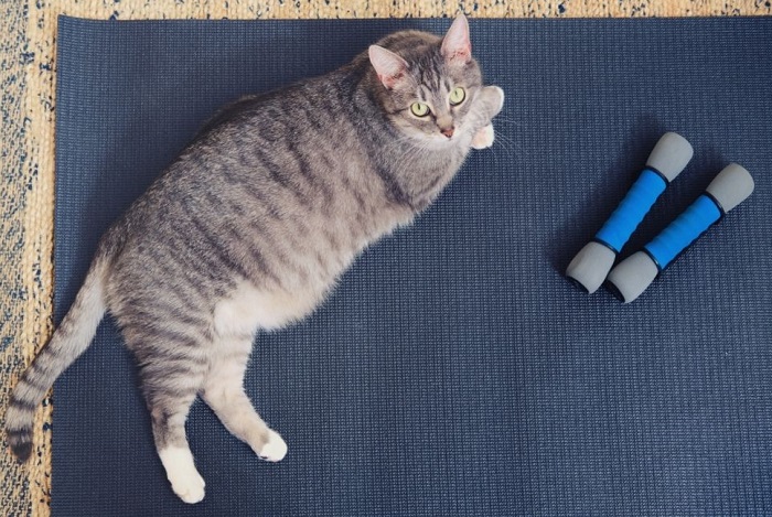 Kot dachowiec na macie do ćwiczeń.