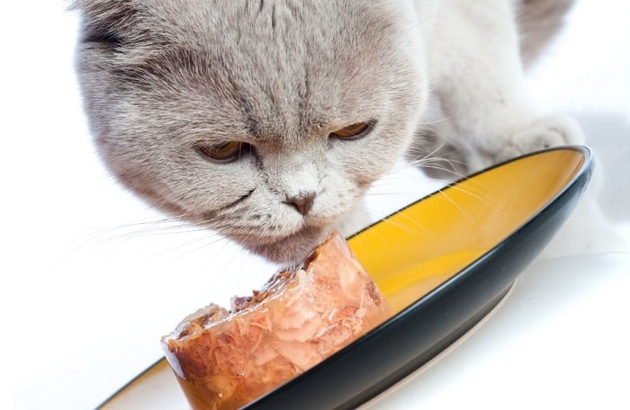 Kot je mokrą karmę uzupełniającą.