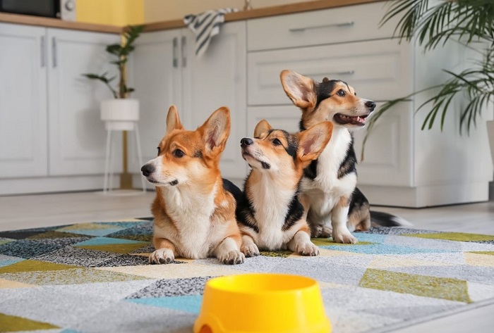 Trzy corgi czekają na karmienie.