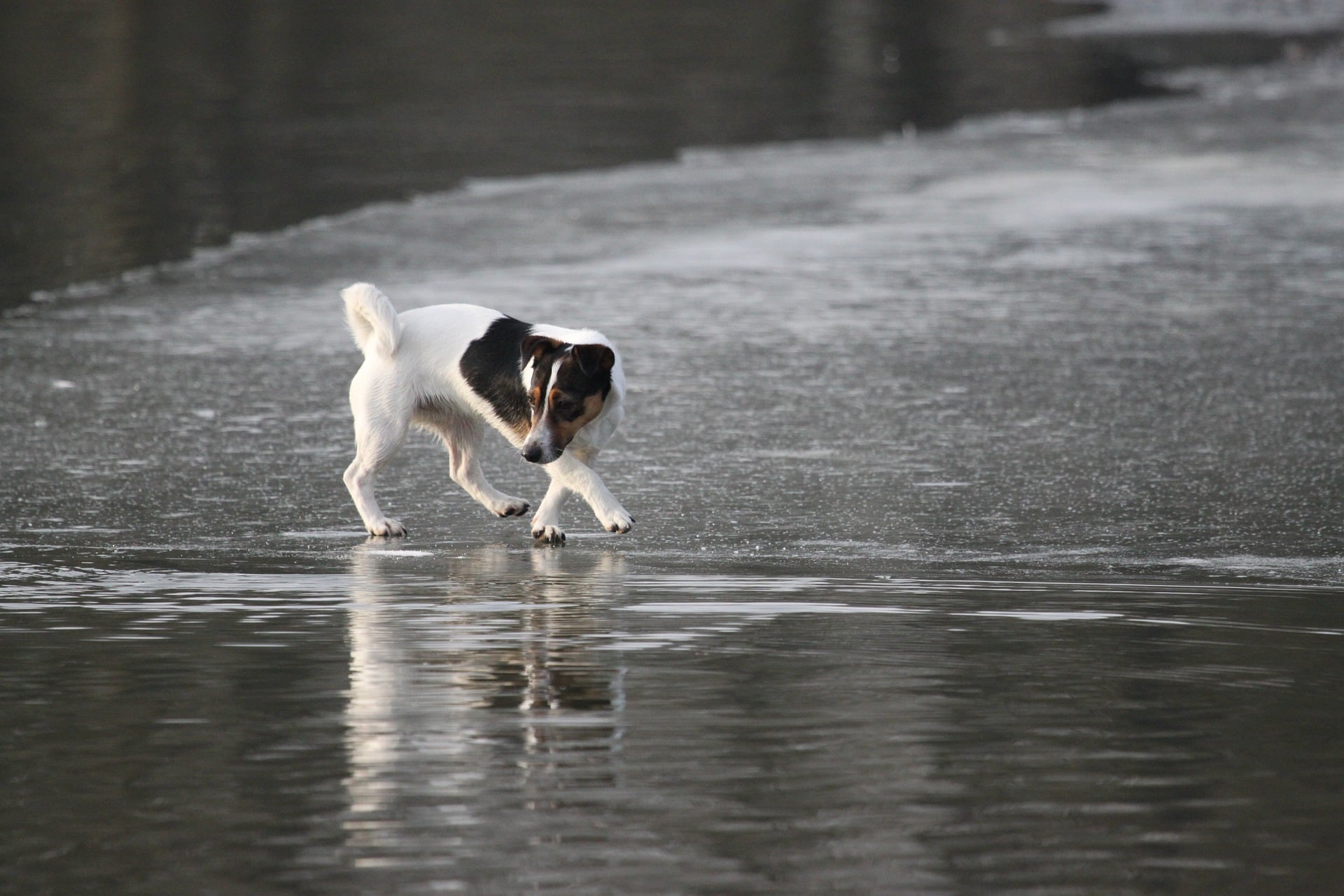 Jack Russell Terrier tricolor.