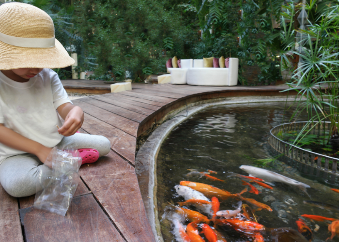 Jak karmić ryby w oczku wodnym?