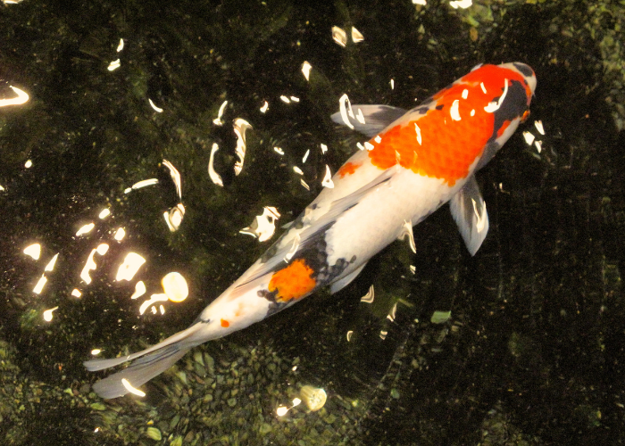 Jak karmić ryby w stawie?