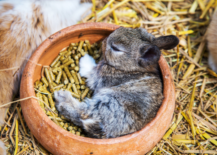 Królik miniaturka śpi w legowisku.