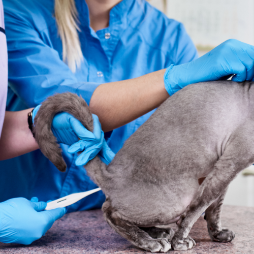 Jak zmierzyć kotu temperaturę?