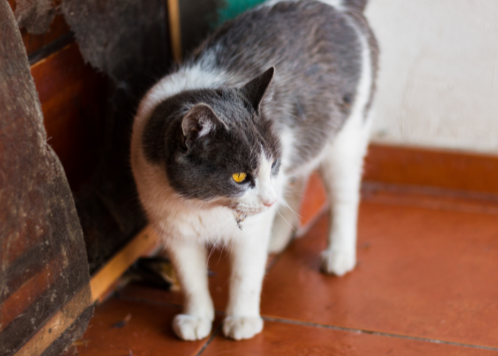 Wypuszczanie kota samopas stwarza dla niego ogromne zagrożenie. Jak oduczyć kota wychodzenia na dwór?