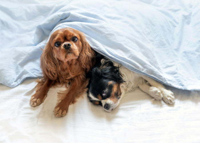 Psy śpią w łóżku.