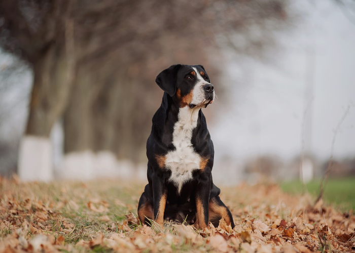 Jak wygląda duży szwajcarski pies pasterski?