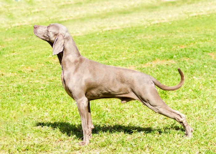 Wyżeł weimarski na wystawie psów.