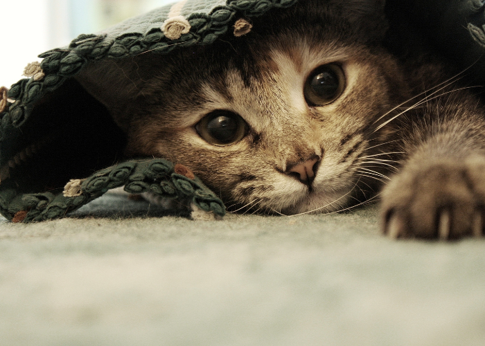 Jak bezpiecznie wywołać wymioty u kota?