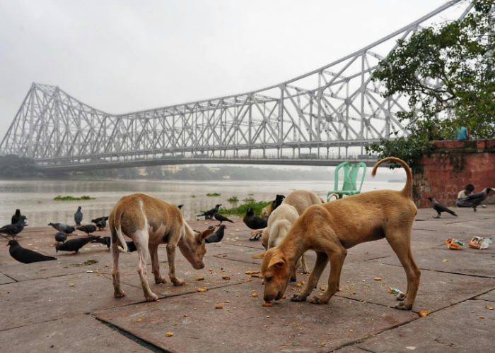 Co zrobić, jak pies zje coś zatrutego?