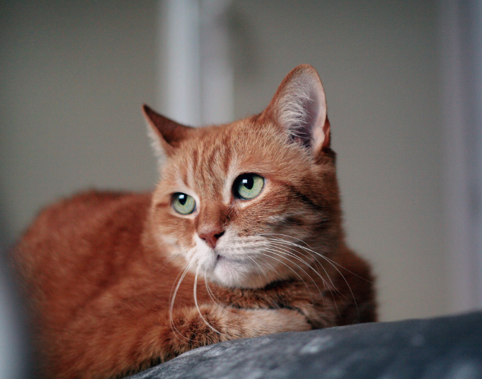 Rudy kot brytyjski z zielonymi oczami.