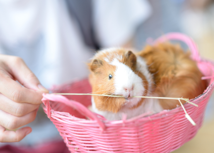 Co kupić w wyprawce dla świnki morskiej?