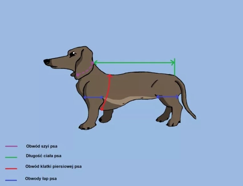 Jak dobrać ubranka dla psa?