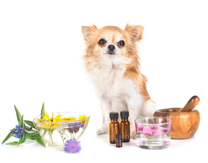 Jaki olej dla psa wybrać?