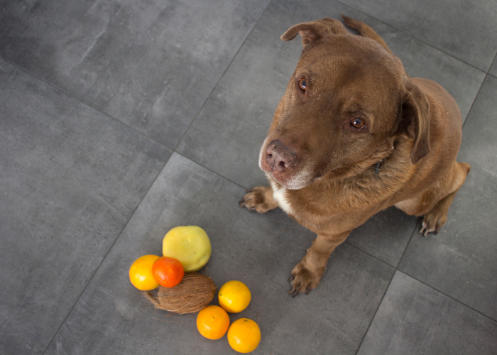 Owoce trujące dla psa.