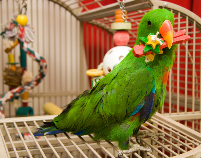 Jakie zabawki dla papug?